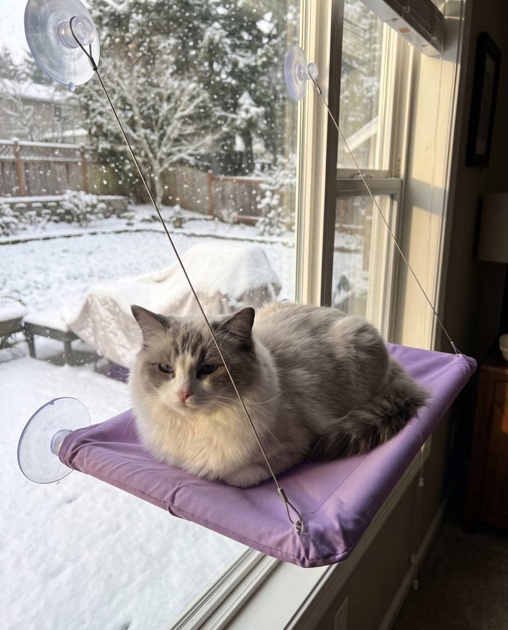 Winter Play Kit – 4 Toys for Indoor Cats
